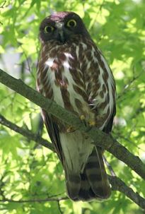 250px-Ninox_scutulata[1]s.jpg