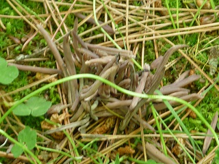 P1130443_s.jpg